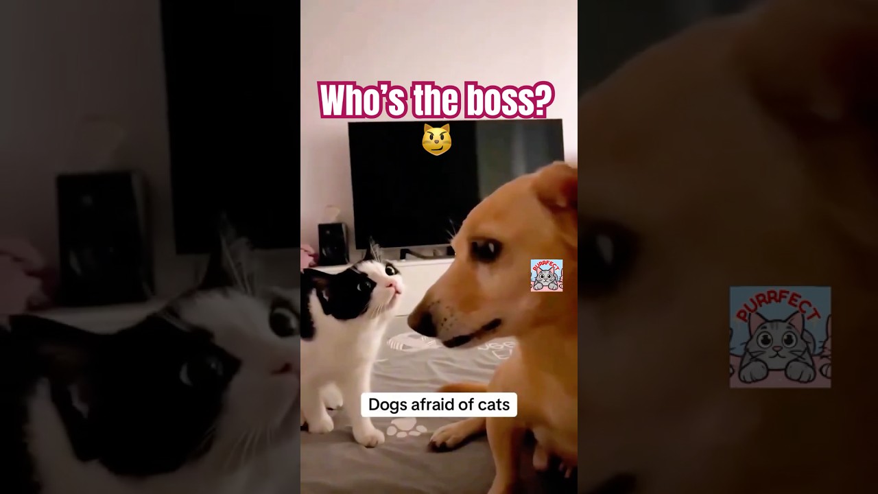 Big Dogs Terrified of Cats | Funniest Animal Compilation! 🐾😂