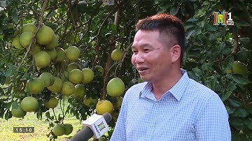 HTX Bưởi Núi Bé: Ứng dụng CheckVN trong quản lý sản xuất và luồng di chuyển của sản phẩm