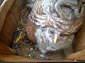 Owlets Poke Heads Out From Under Brooding Barred Owl Mom – April 30, 2020