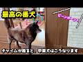 【番犬】甲斐犬一休、チャイムが鳴った時の行動が神がかってる【賢い犬】