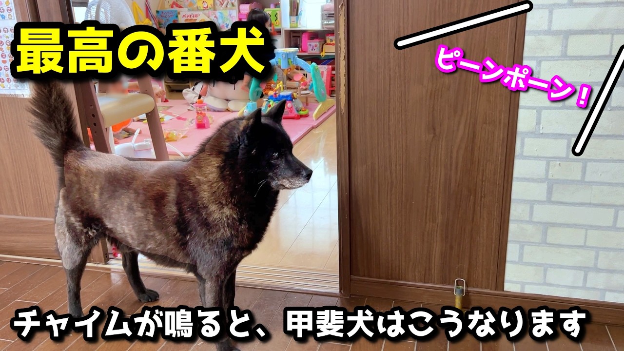【番犬】甲斐犬一休、チャイムが鳴った時の行動が神がかってる【賢い犬】