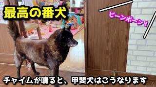 【番犬】甲斐犬一休、チャイムが鳴った時の行動が神がかってる【賢い犬】