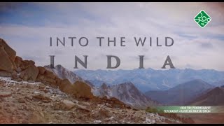 видео: Индия. Лангуры картинка: Индия. Лангуры