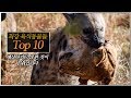 최강의 육식동물 순위 TOP10 입니다! 1위에 전혀 예상치 못했던(?) 육식동물?