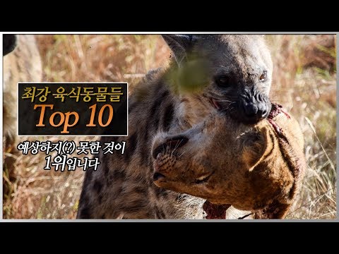 최강의 육식동물 순위 TOP10 입니다! 1위에 전혀 예상치 못했던(?) 육식동물?