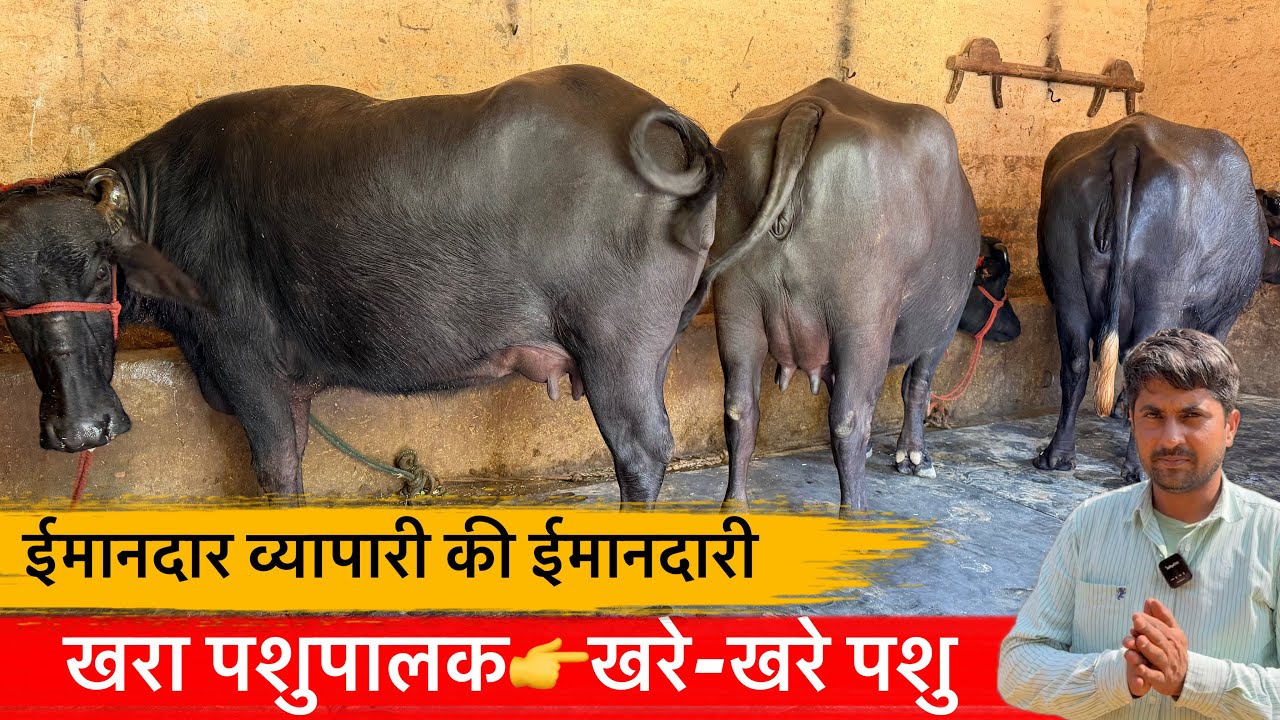 🔴खरा पशुपालक👉खरे-खरे पशु।ईमानदार पशुपालक की ईमानदारी।SONU BIBIPUR☎️9034789349