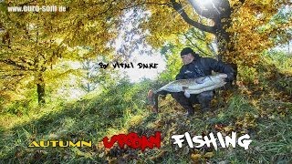 видео: Осенняя Рыбалка на сома на канале картинка: Осенняя Рыбалка на сома на канале