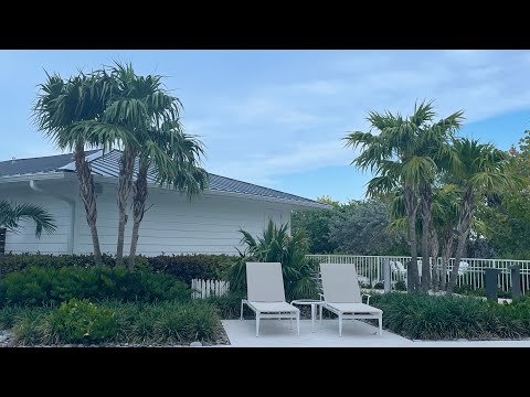 Video: Florida Thatch Palm Care: Dyrkning af Florida Thatch Palms