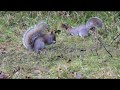 Magpies v Squirrels