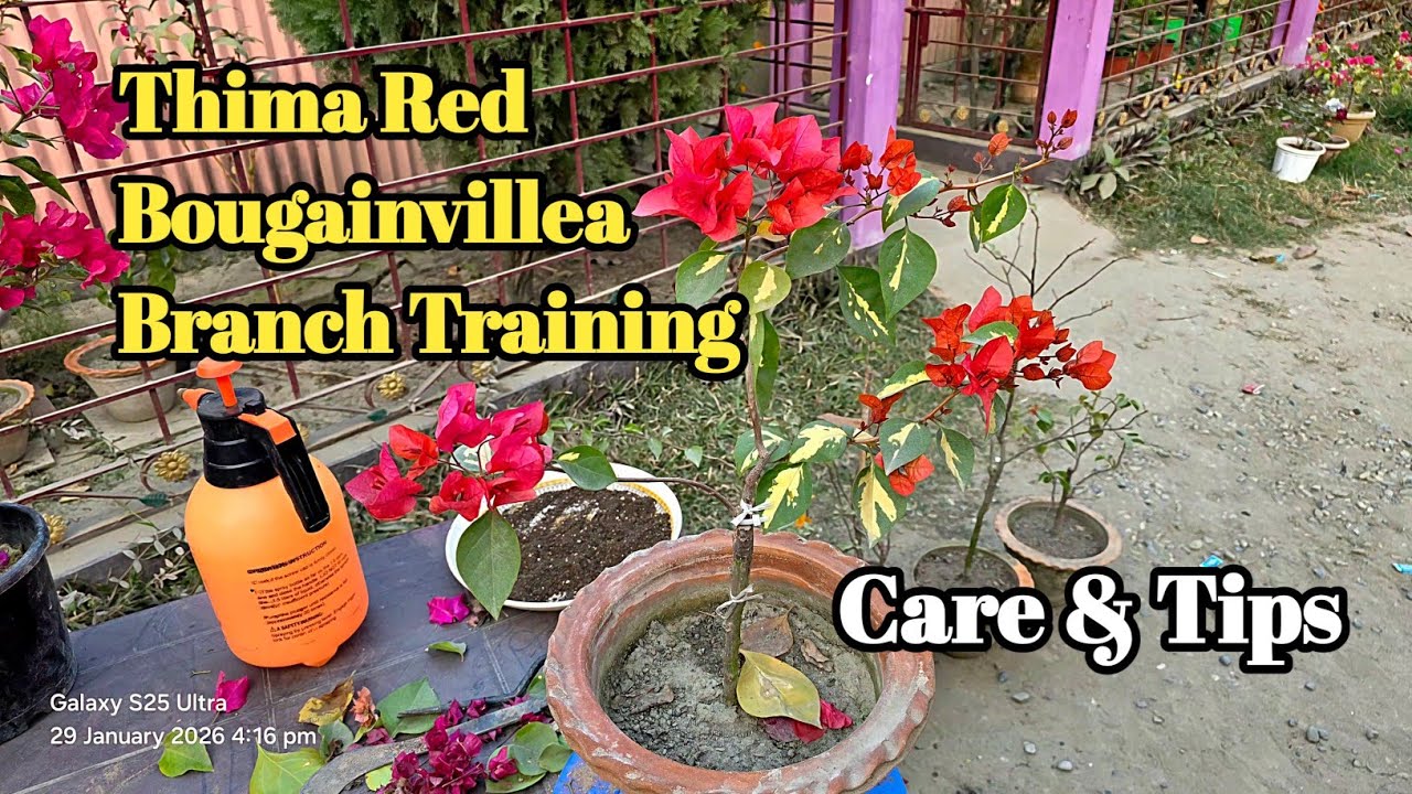 Thima Red Bougainvillea Branch Training and  Care Tips 