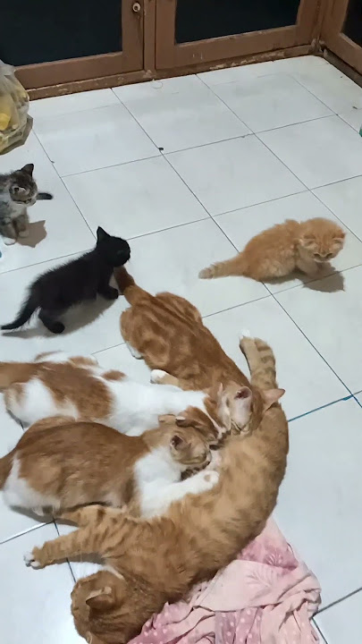 dlu kucing aku cuma Moza, skrng 13,adayg Blang aku katanya ternak kucing,salahnya dmana? #fypyoutube