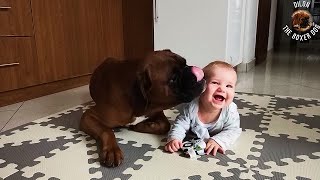 Boxer dog and his 6 months old human sister first kisses by Dilon the boxer dog 12,135 views 3 years ago 56 seconds