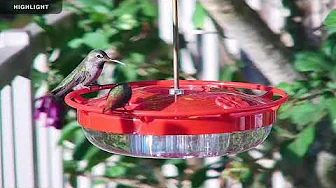 Three Years of Aryana Hummingbird