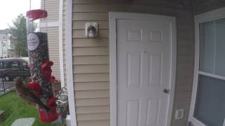 Bird Feeder 0415201701