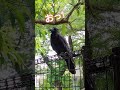 おっ!キョロちゃん
