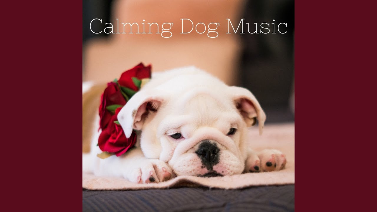 Calming Puppy Music - YouTube