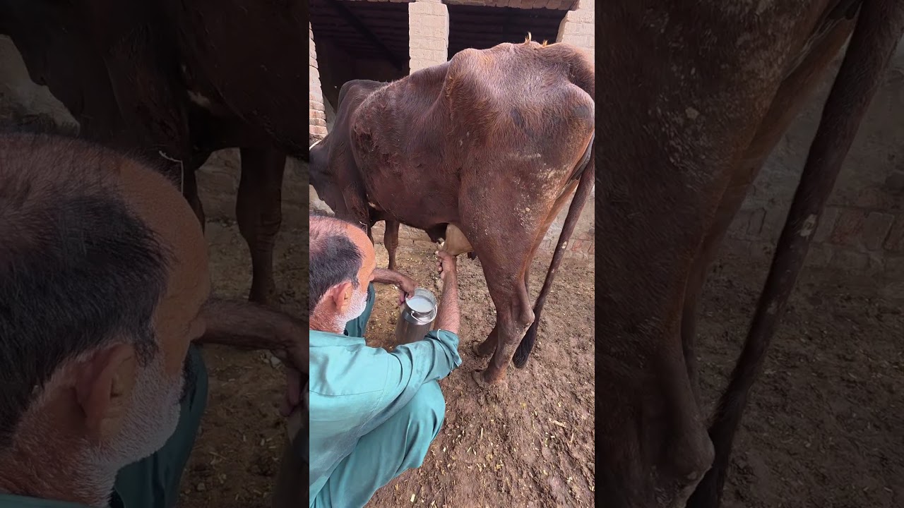 cow milking by hand | Desi village animals 