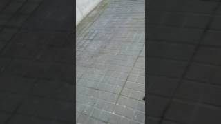 Pitbull Se Come Rata