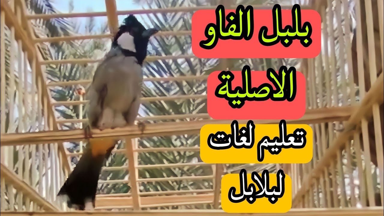 تغريد بلبل الفاو الاصلية