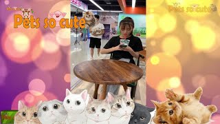 Animales Adorables Videos | Amazing Moments Of Tik Tok Video Collection #2