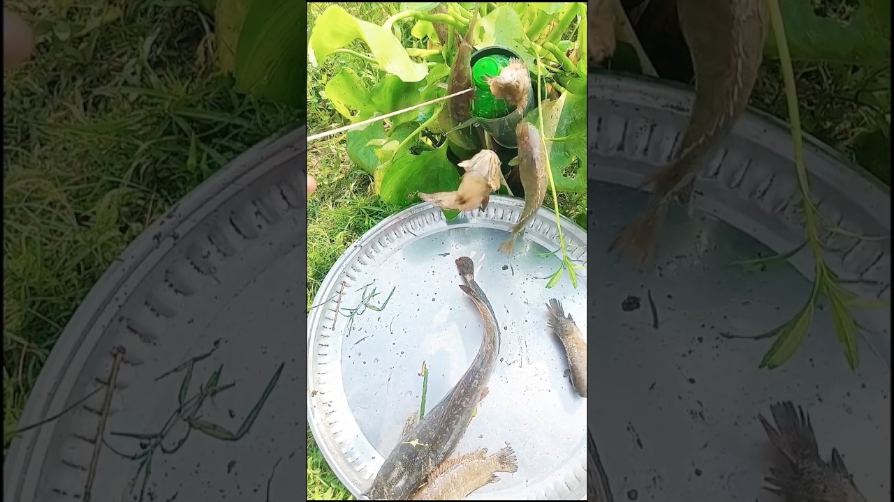 Amazing big fishing trap 