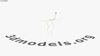 Chicken Nervous System 3D model by 3DModels.org