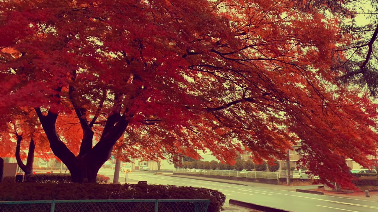 大山公園 Youtube 大山公園 Youtube