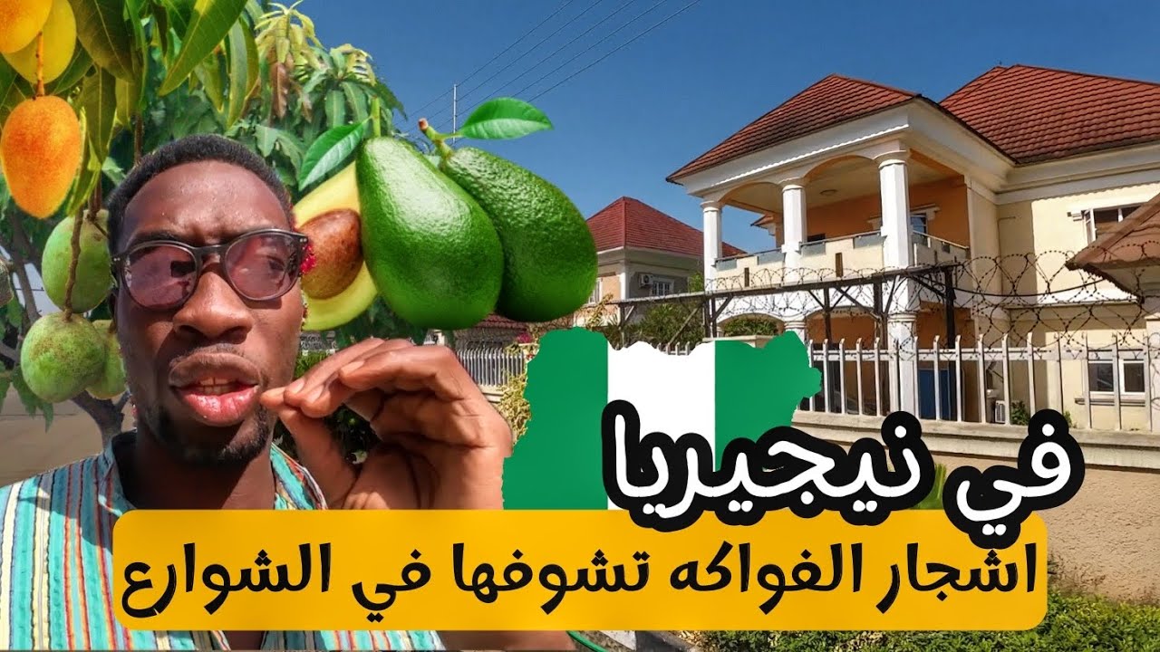 الفواكه في الشوارع على الاشجار في نيجيريا فره صباحيه