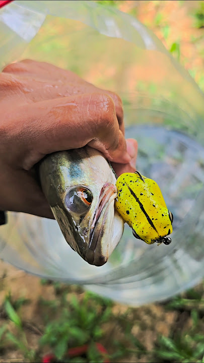 2 UMPAN CASTING TERGSCOR UNTUK GABUS DAN TOMAN😁 #fishing