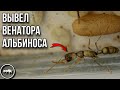 МОЯ КОЛЛЕКЦИЯ ПОНЕРИН // ВЕНАТОР - АЛЬБИНОС // AntKeeper