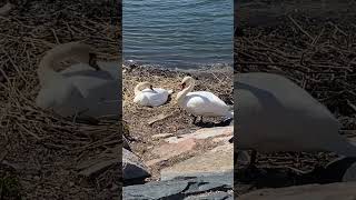 Beautiful swans ? trending viral beautiful finland swan ExplorewithTarunvir birds