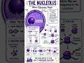 The Nucleus: The Cell's Control Center