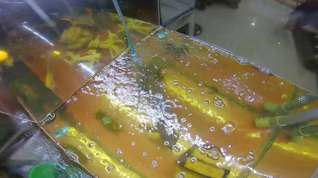 LÁ BÀNG+MUỐI HỘT có chết cá hay không? Thực hư về lời đồn này ra sao ?