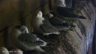 Baltic, Gateshead: Kittiwake🌙27/07/26