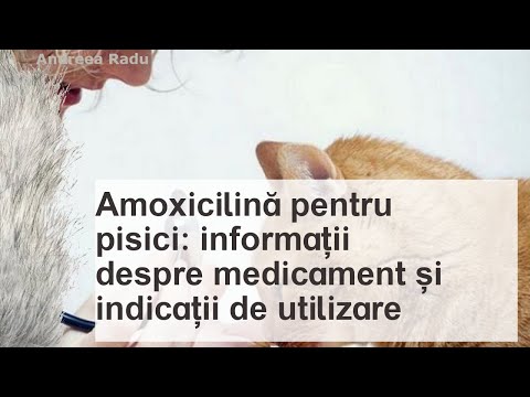Amoxicilină pentru pisici: informații despre medicament și indicații de utilizare