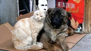 日本では見られない情景（野良猫・野良犬）優しい人々に包まれて・・・