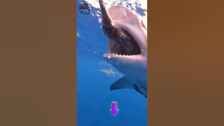 🔴 MENGERIKAN, sambaran ikan hiu 😱 #fishing #viral #shortvideo  @Dulur_mancing