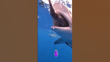 Thumbnail of 🔴 MENGERIKAN, sambaran ikan hiu 😱 #fishing #viral #shortvideo  @Dulur_mancing