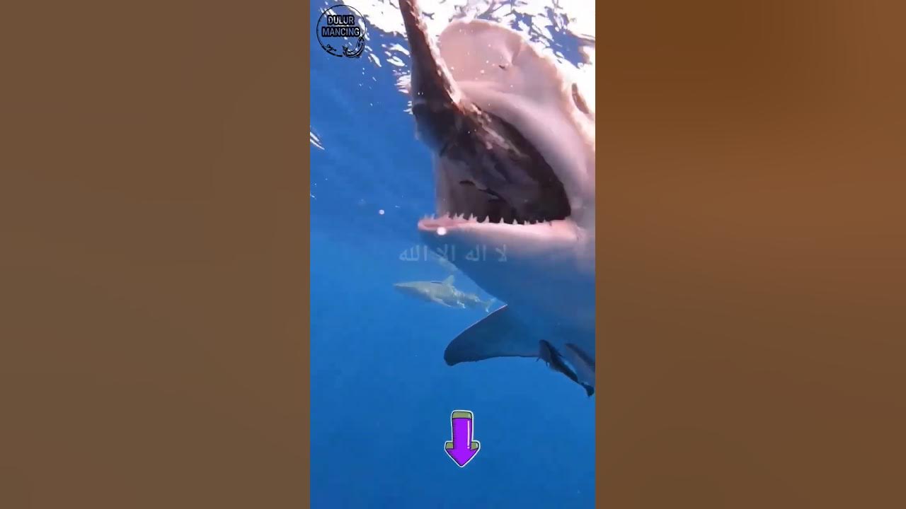 🔴 MENGERIKAN, sambaran ikan hiu 😱 #fishing #viral #shortvideo  @Dulur_mancing