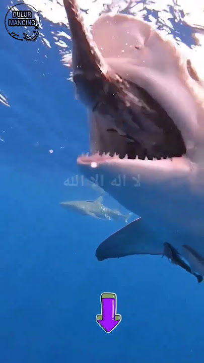 🔴 MENGERIKAN, sambaran ikan hiu 😱 #fishing #viral #shortvideo  @Dulur_mancing