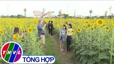 THVL | Cánh đồng hoa hướng dương Sài Gòn hút khách