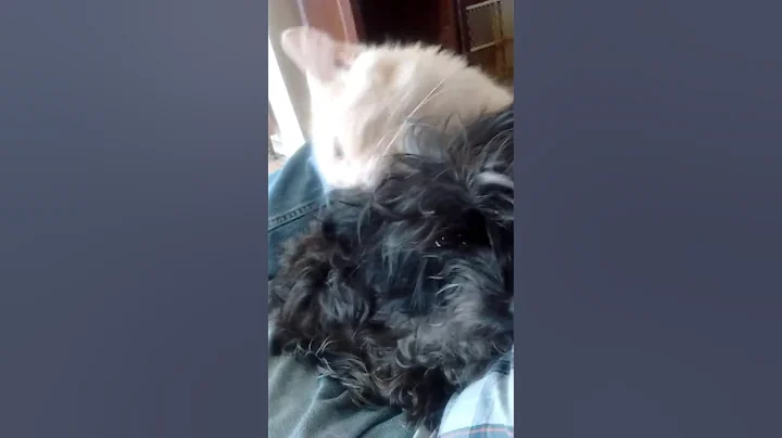 Dog wash