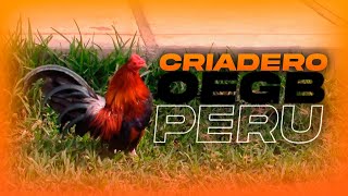 Visita al Criadero de Gallos OEGB &quot;FAISANES PERU&quot; de Benito Amasifuen | OEGB Perú