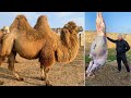 Cooking a Camel on a Campfire in the Azerbaijani style! ASMR Cooking