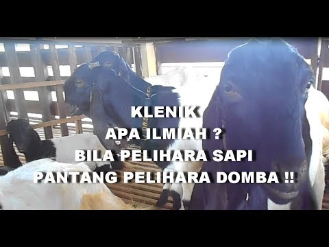 Video: Apa Yang Harus Dimakan Untuk Domba Jantan, Anak Sapi Dan Diberkati