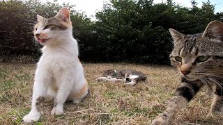 芝生で寝ていた野良猫をモフモフしてたら遠くから他の野良猫もモフられに来た
