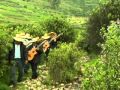 CALLEJONES DE MI TIERRA  - LOS HIJOS DE SONCCOQUILLA