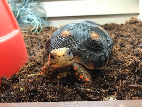 Vidéo: Tortue musquée à col rond