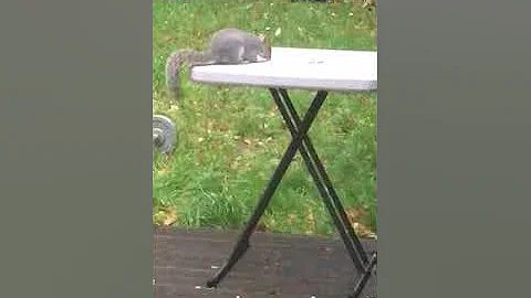 Greedy squirrel