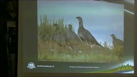 A Science-based Program for the Recovery of Greater Sage-grouse in Grasslands National Park